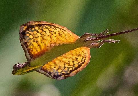 ಹಾರುವ ಓತಿ ( Draco Dussumieri )