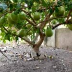 Beggar’s Bowl Tree!!!!