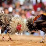 ಬಂಟ್ವಾಳ : ಅಕ್ರಮ ಕೋಳಿ ಅಂಕ – ಪೊಲೀಸರ ದಾಳಿ