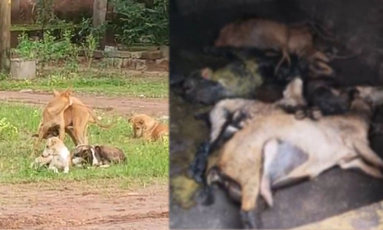 ಕಟಪಾಡಿ:ಹಟ್ಟಿಗೆ ನುಗ್ಗಿ 5 ಆಡುಗಳನ್ನು ಬಲಿ ಪಡೆದ ಬೀದಿನಾಯಿಗಳ ಹಿಂಡು!