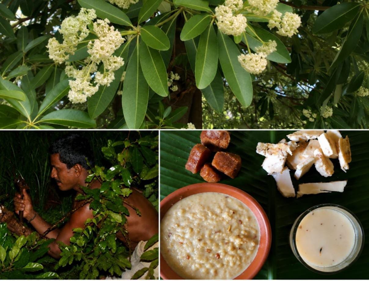 ಆಟಿ ಕಷಾಯ: ನಿಸರ್ಗ ನೀಡಿದ ನೈಸರ್ಗಿಕ ರೋಗನಿರೋಧಕ ಶಕ್ತಿ