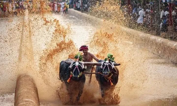 ಮೈಸೂರು ದಸರಾ ಕಂಬಳ: 100 ಮೀಟರ್ ವಿಭಾಗದಲ್ಲಿ ಉಸೇನ್ ಬೋಲ್ಟ್ ಹಿಂದಿಕ್ಕಿದ ವಿಶ್ವನಾಥ್ ದೇವಾಡಿಗ